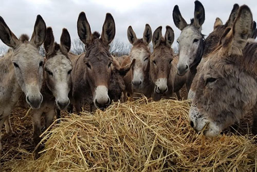 Donkeys eating hay