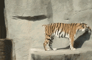 Startled Tiger